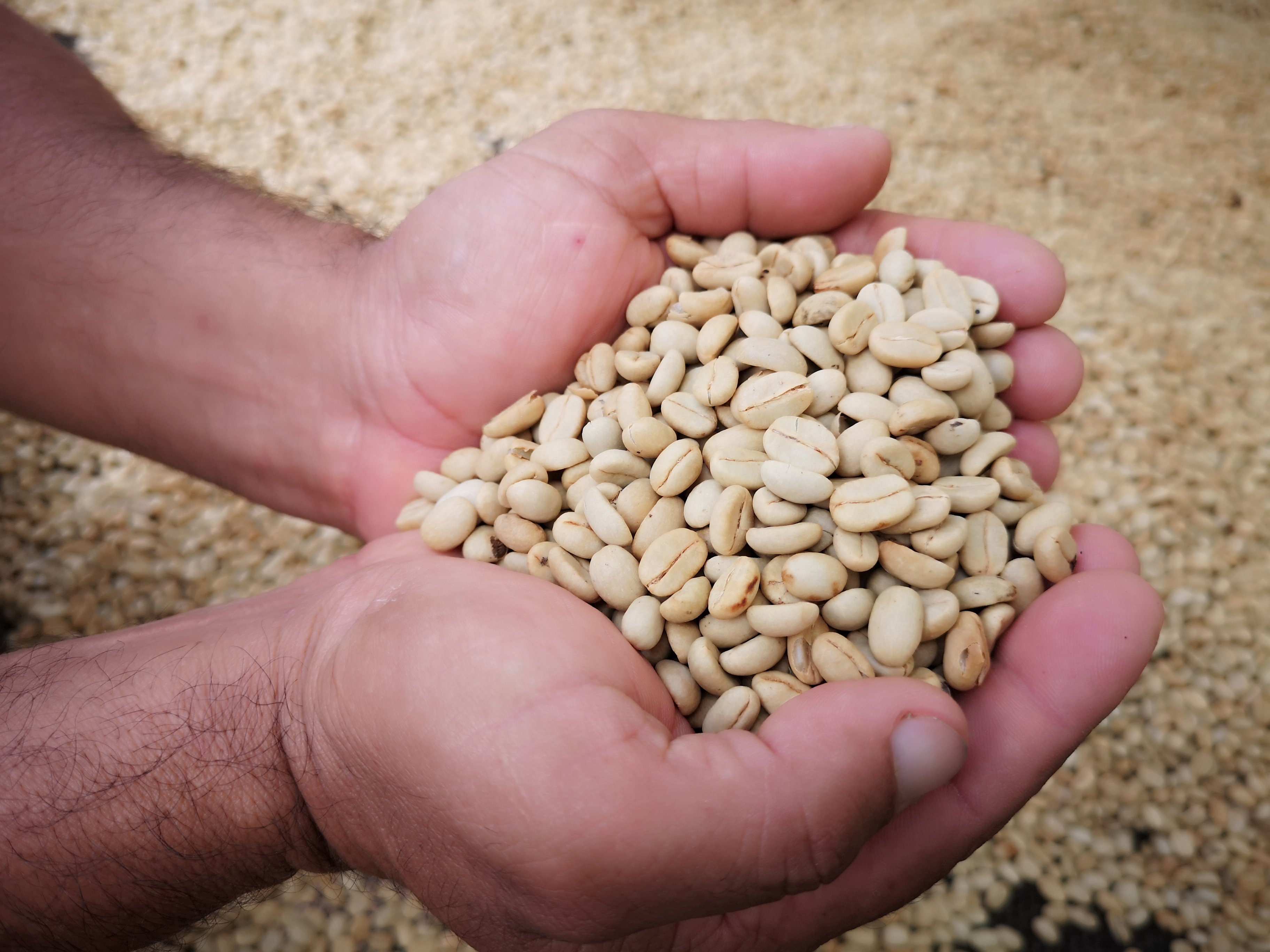 professional user rating - champion - 2022